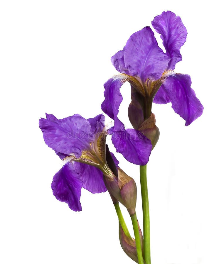 Fiołkowy kwiatu irys