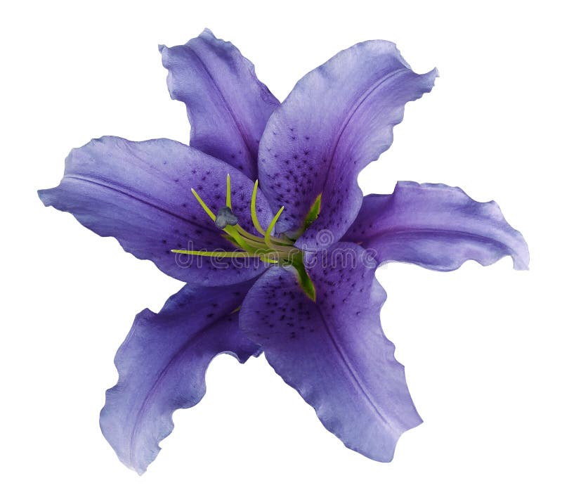 Violet lily flower on a white isolated background with clipping path no shadows. For design, texture, borders, frame, background. Closeup. Nature. Violet lily flower on a white isolated background with clipping path no shadows. For design, texture, borders, frame, background. Closeup. Nature.