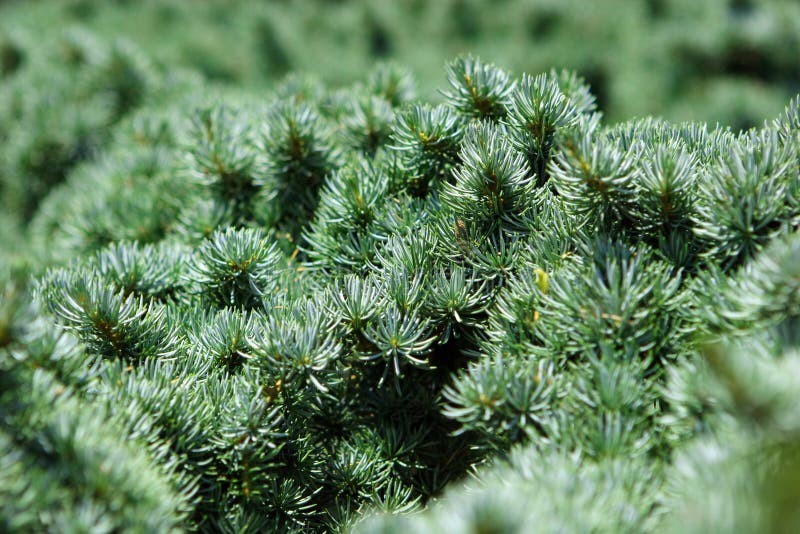 Fir royalty free stock images