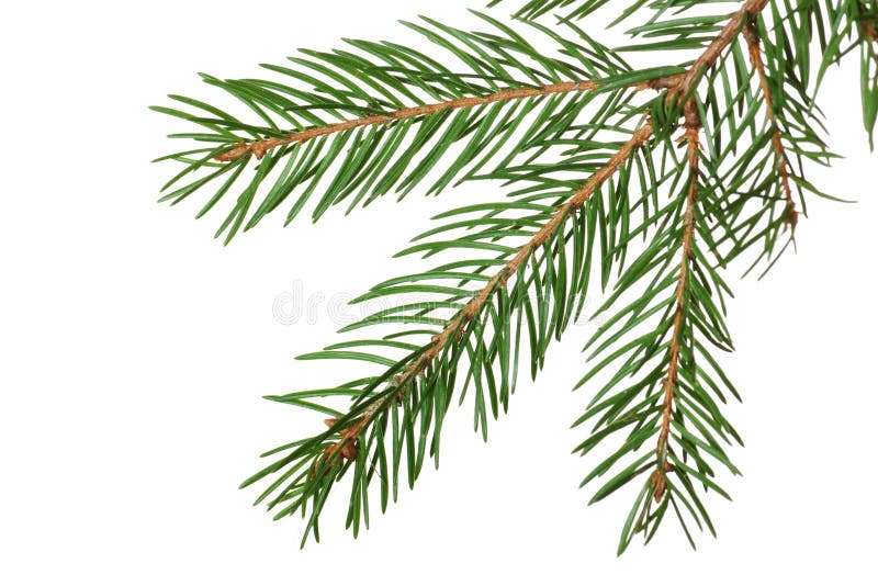 Fir branch