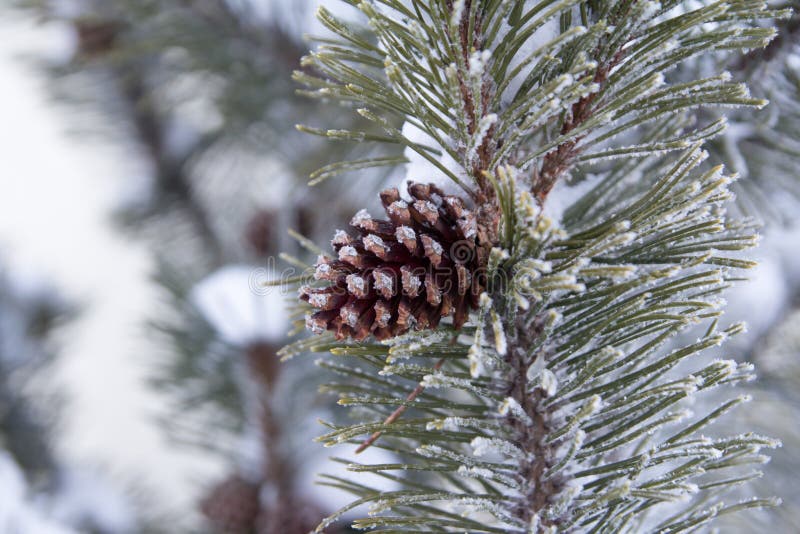 Fir branch with pine cone and snow