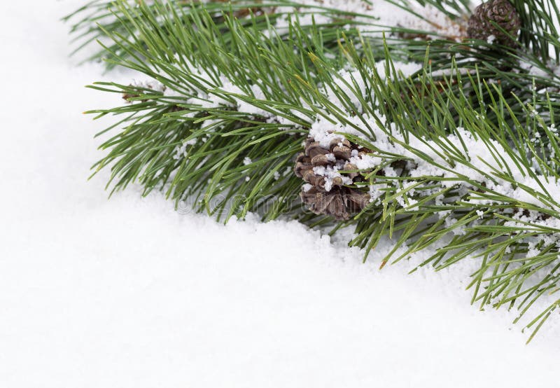 Fir Branch with snow and pine cone