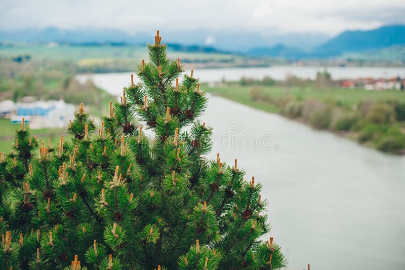 Fir branches on the background of a blooming mountain valley with a river in the spring season