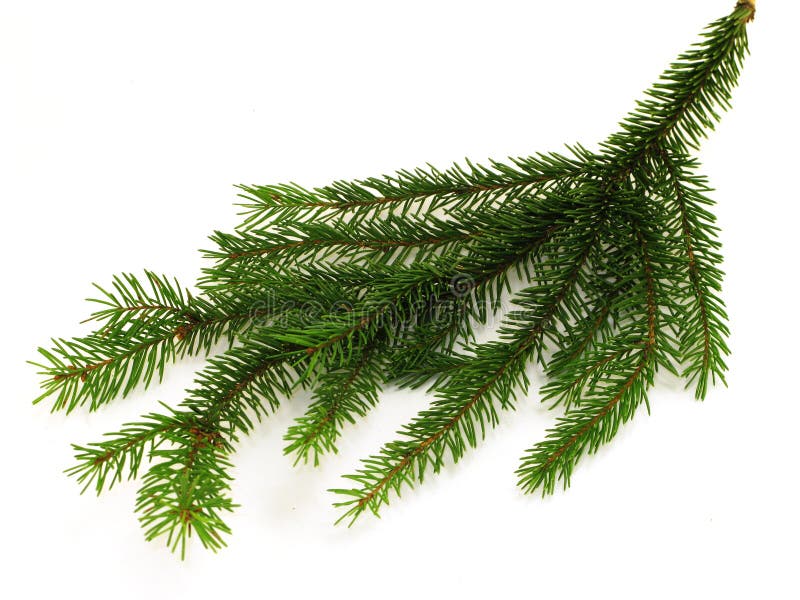 Fir branchlet