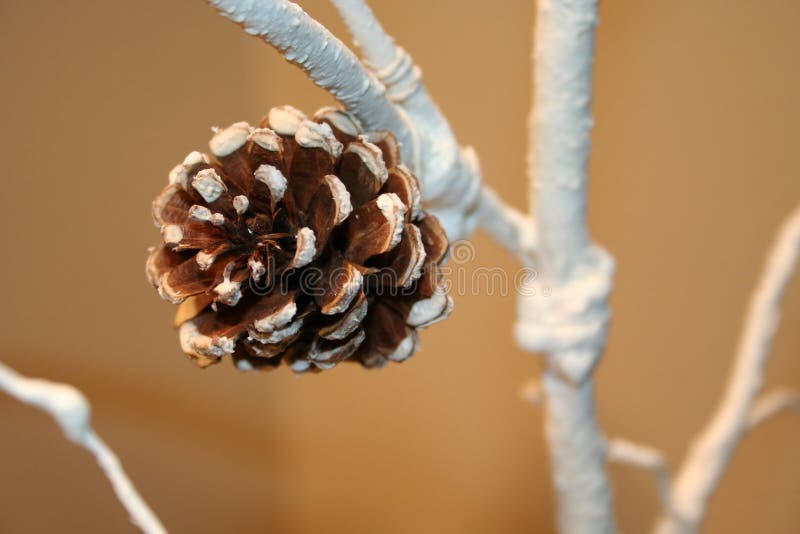 Fir cone