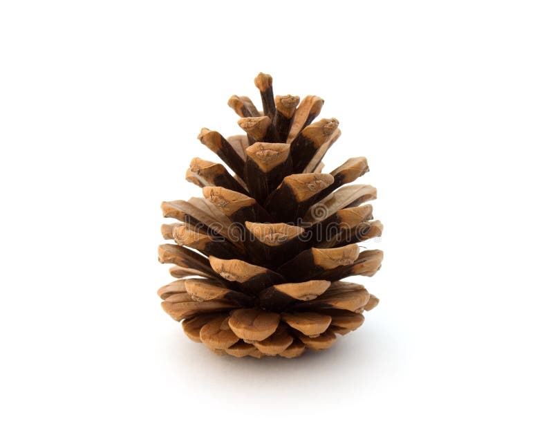 Fir cone