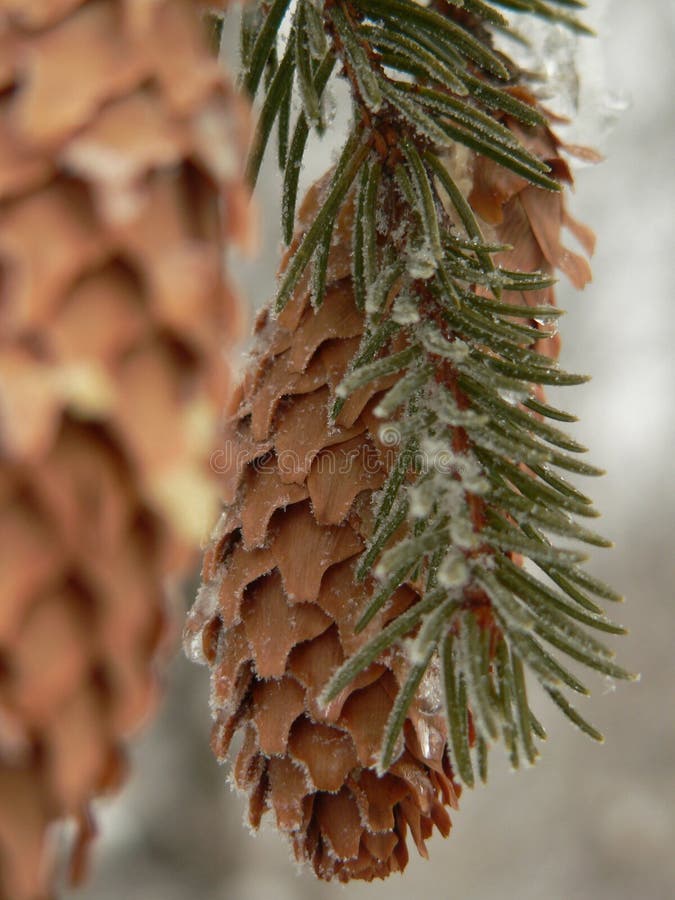 Fir cone