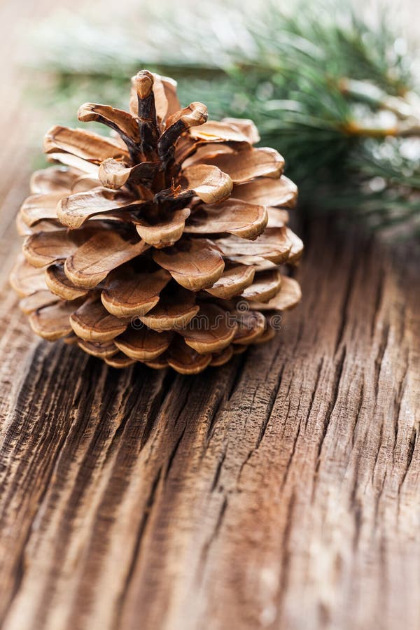 Fir cone an green fir