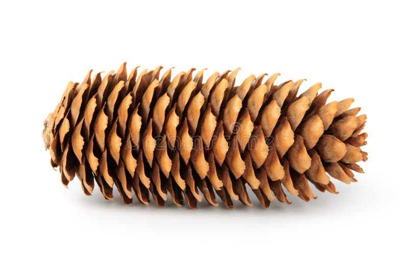 Fir cone