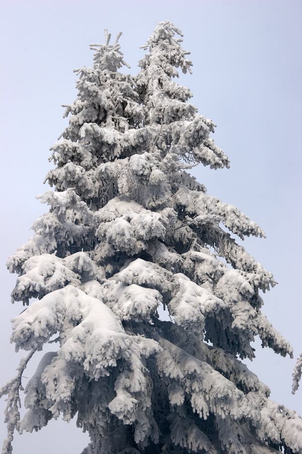 Fir covered with snow royalty free stock photo