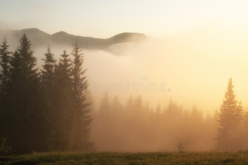 Fir Forest On Mountain Hills At Misty Foggy Weather Stock Photo