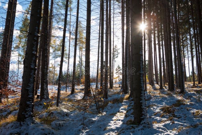 Fir forest in Slovak Paradise and sunbeams