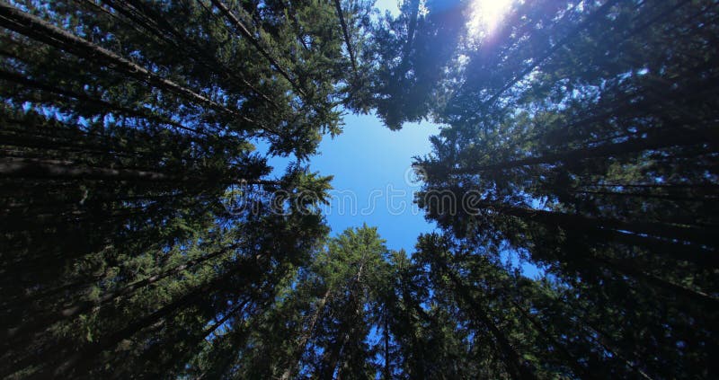 Fir conifer forest top view from below against blue sky. Fir conifer forest top view from below against blue sky