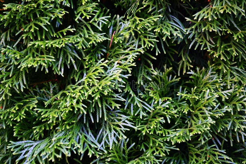 Fir hedge stock image. Image of wall, garden, tree, outdoor 52164649