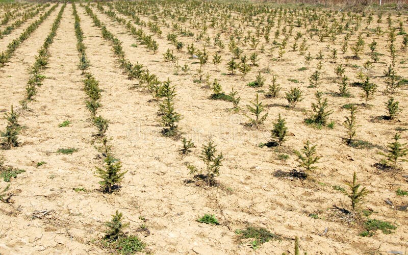 Fir planting royalty free stock photography