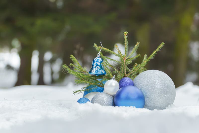 Christmas tree Sapling stock photo. Image of tranquil 21355074