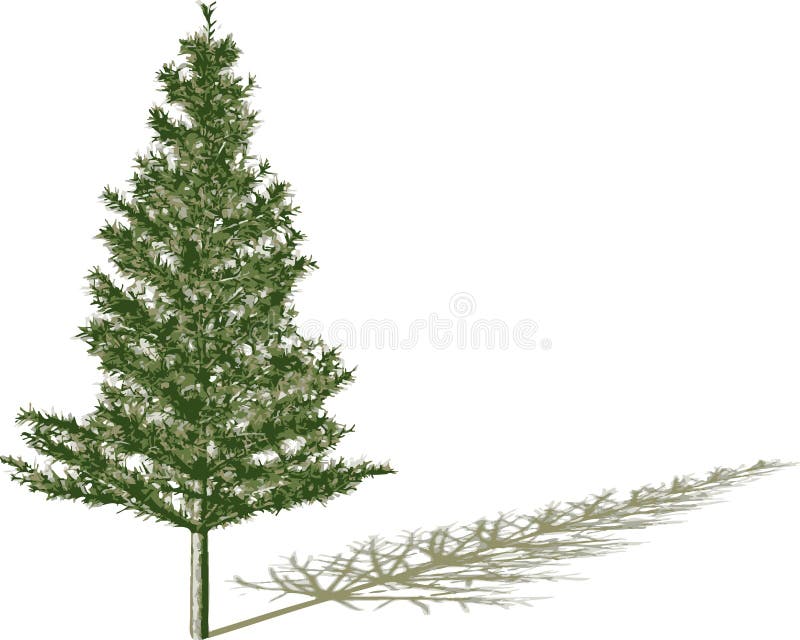Fir with shadow stock illustration Fir with shadow stock illustration