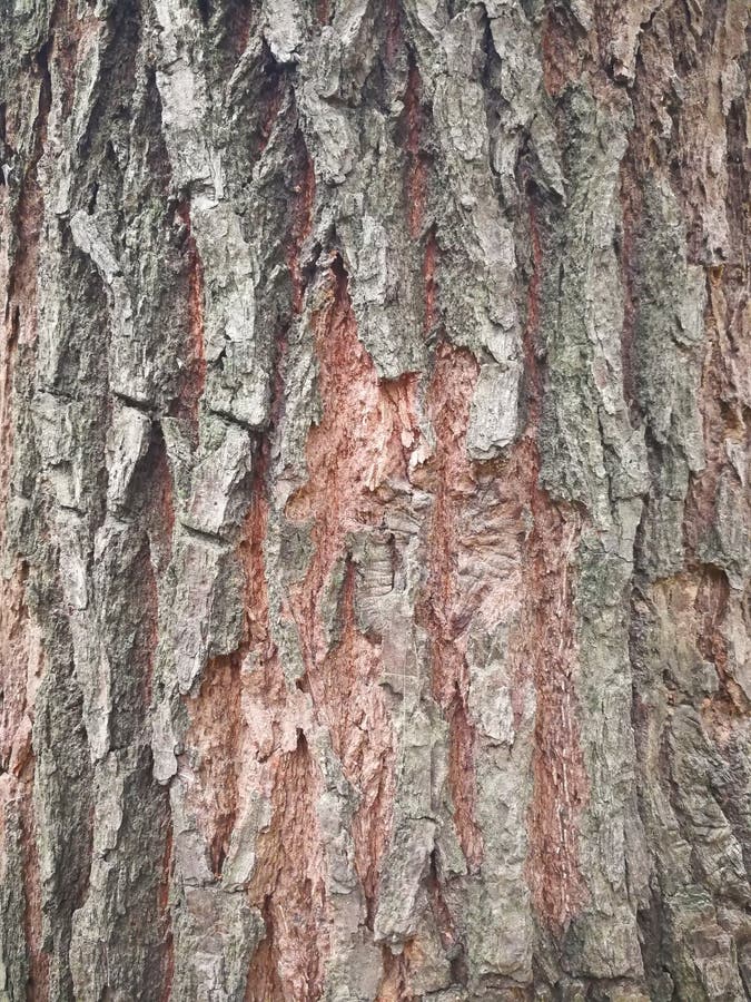 Fir tree bark stock image. Image of closeup, details 50059671