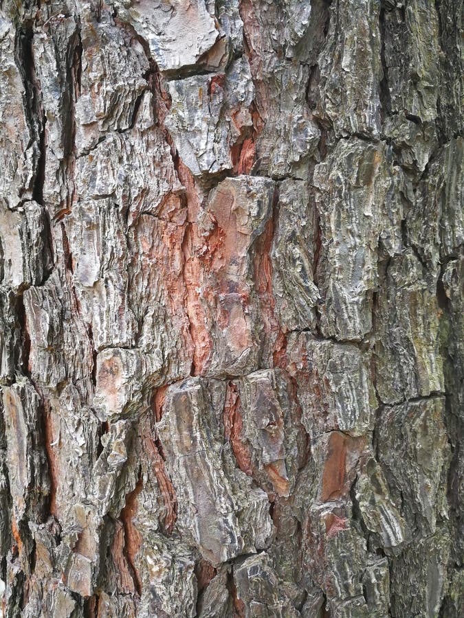 Fir tree bark stock photo. Image of detail, forest, wood 38329616