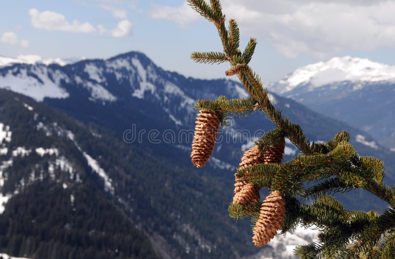 Fir tree branch