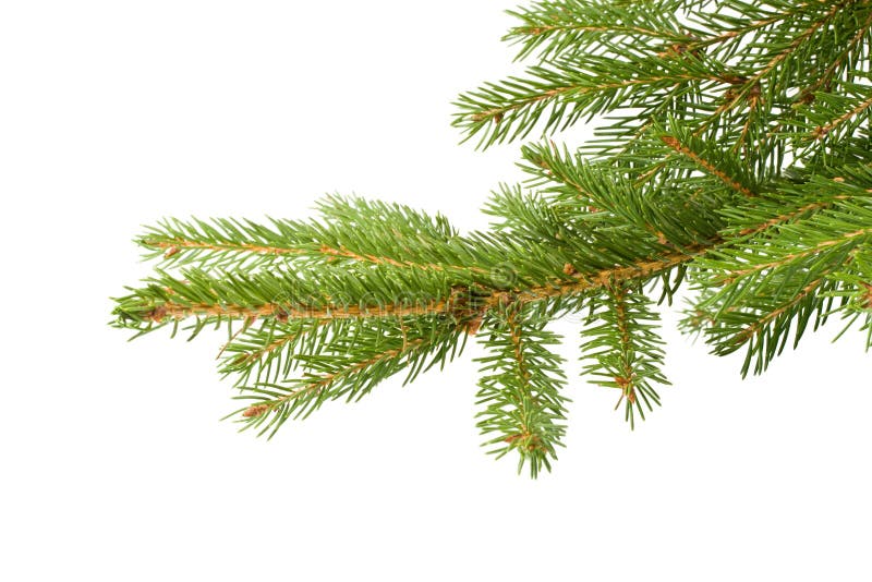 Fir tree branch
