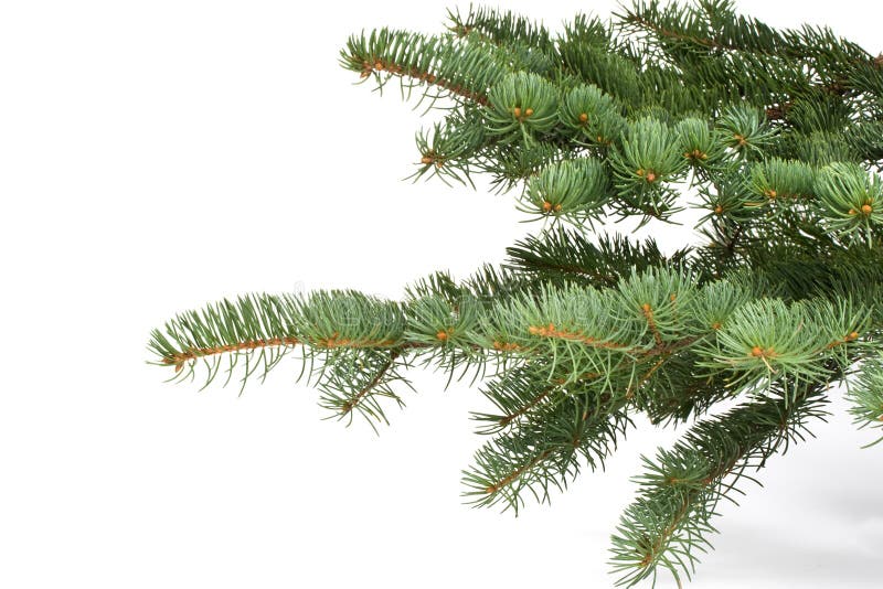 Fir tree branch