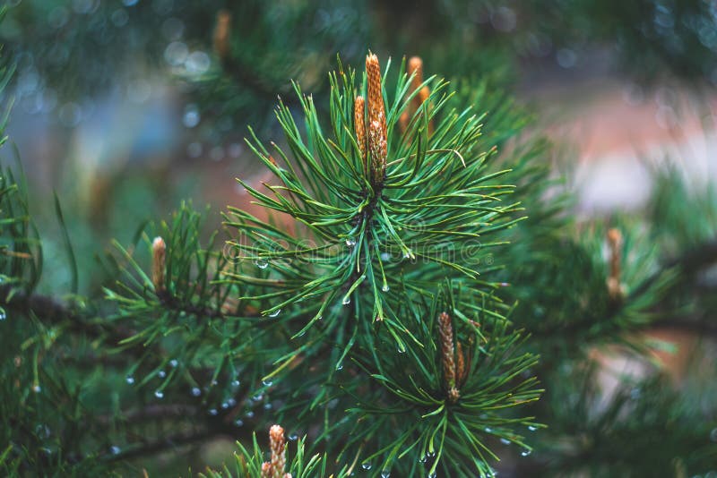 Fir tree branch with cones. Raindrops on spruce needles. Green pine branch close-up on green natural background. Pine tree. Abstra royalty free stock image