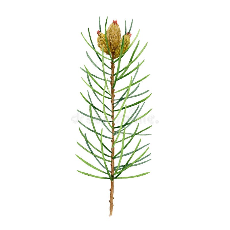 Evergreen Watercolor Tree Needle Stock Illustrations – 959 Evergreen ...