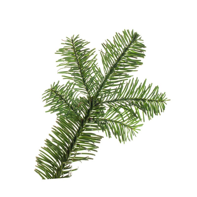 Fir Tree Branch Isolated on White Stock Photo Image of bush, holiday