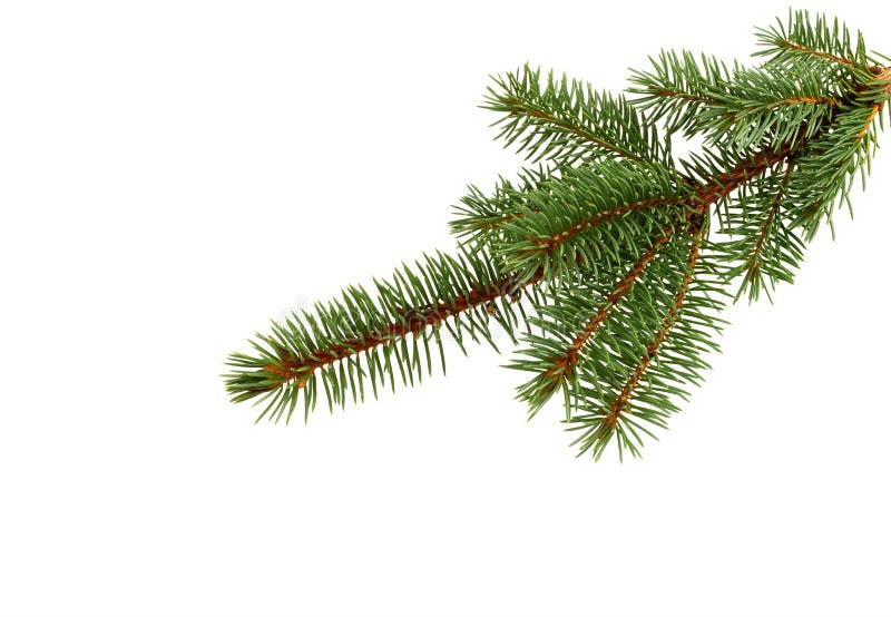 Fir tree branch isolated on white. Pine branch. Christmas decoration