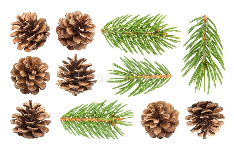 Fir tree branch and pine cones isolated on white background