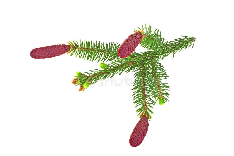 Fir Tree Branch with Red Cones Isolated on White Background Stock Image