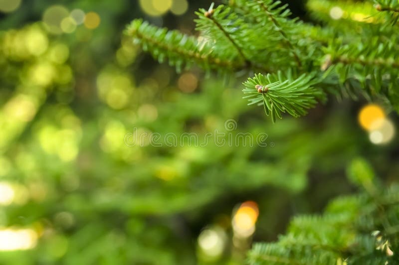 Fir tree brunch close-up. Abstract Christmas background with copy space