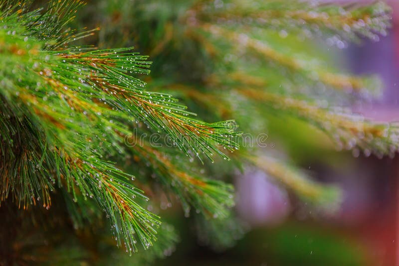 Fir Tree Close Up after Rain in City Park Stock Photo Image of nature