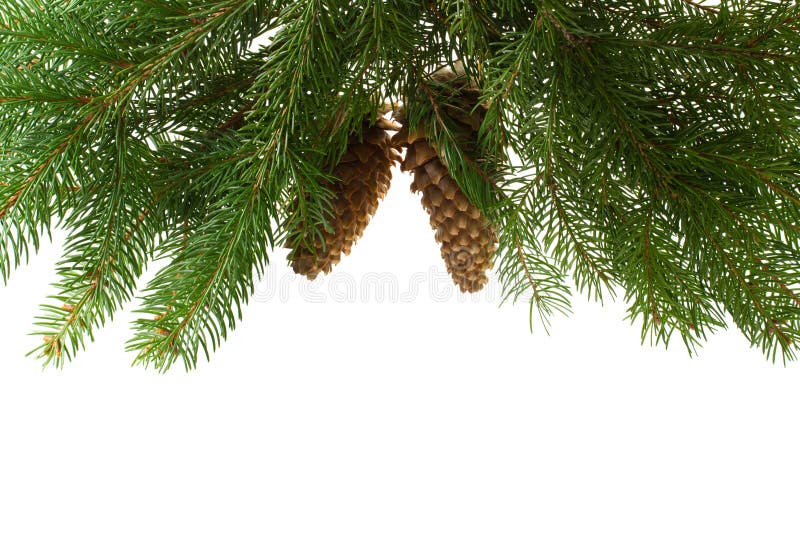 Fir tree with cones