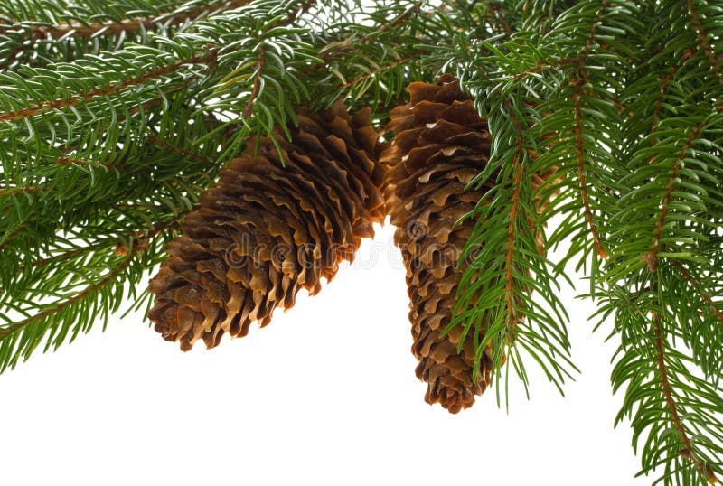 Fir tree with cones