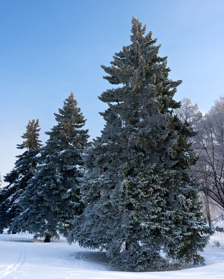 Fir-tree covered by frost