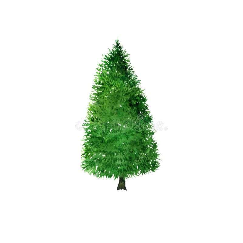 Fir Tree Drawing By Watercolor Stock Illustration - Illustration of