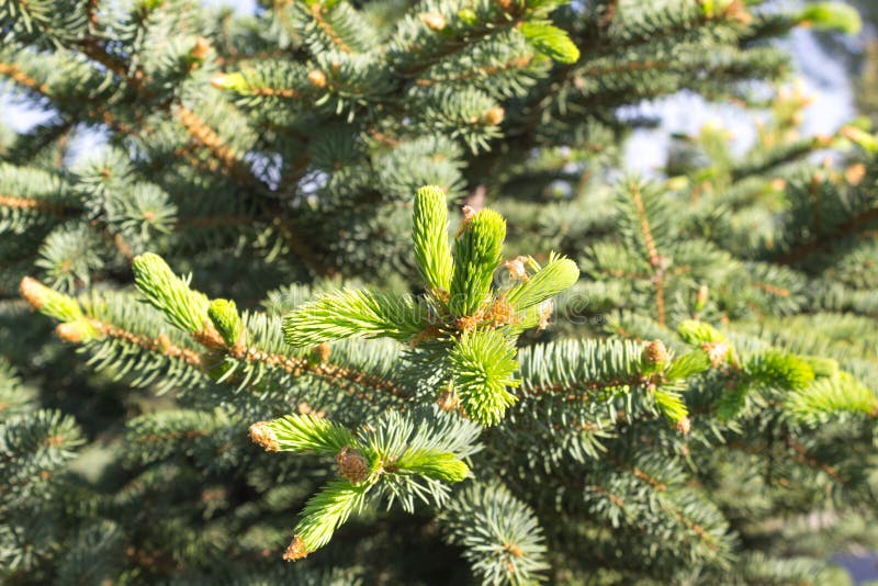 Fir tree new green needles royalty free stock photos