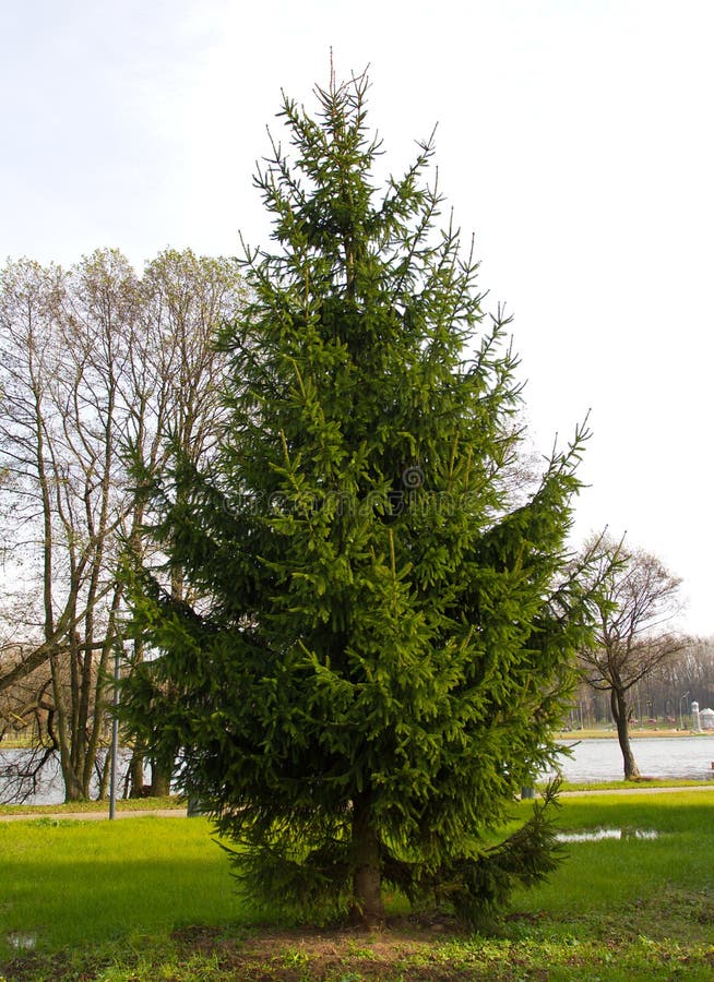 Fir tree in a park