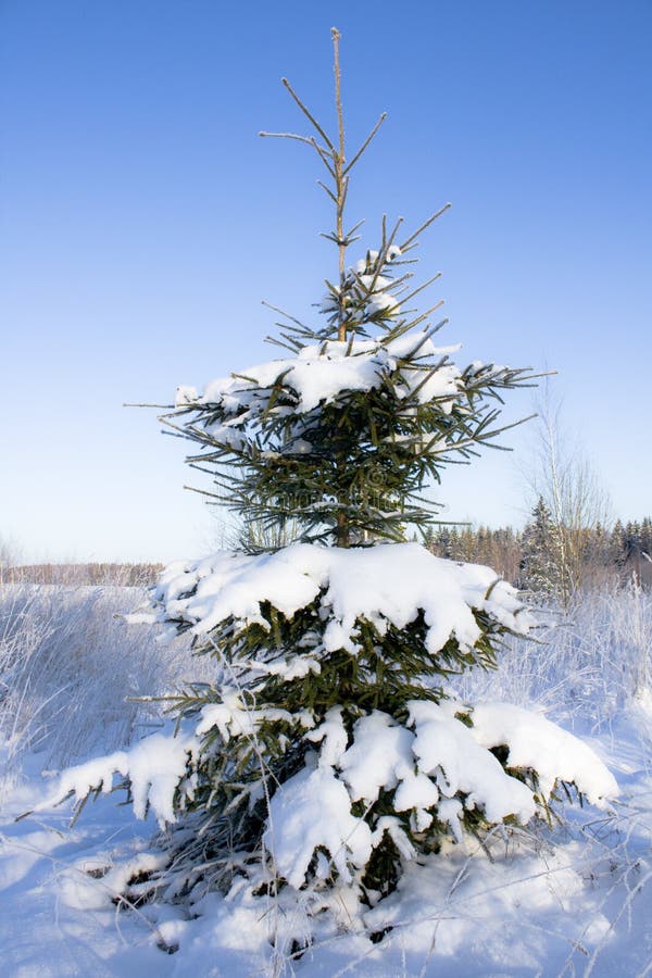 Fir-tree in snow stock photos