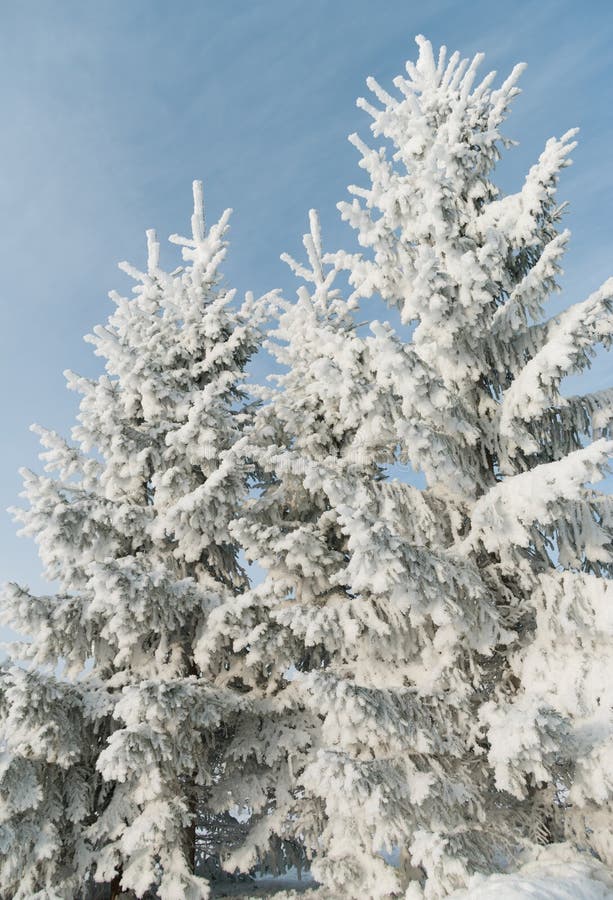 Fir tree. royalty free stock image