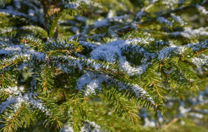 Fir tree with snow. royalty free stock photo