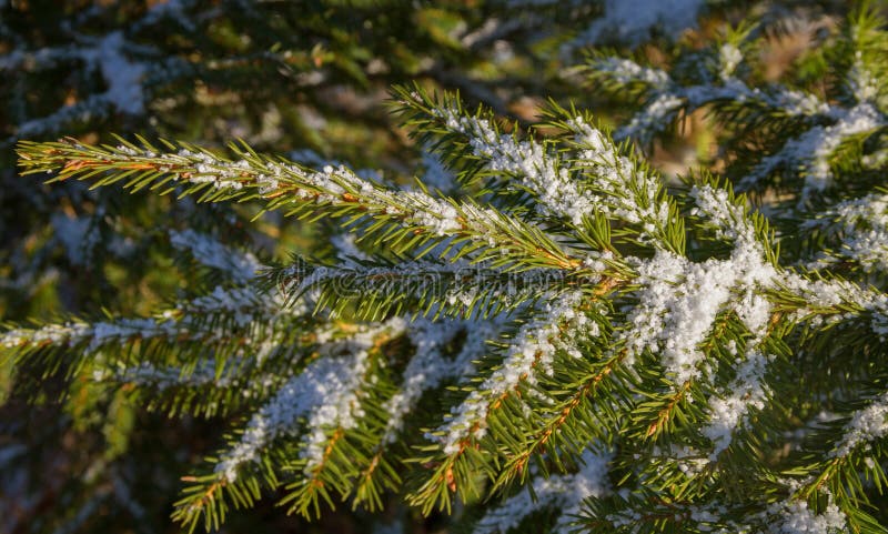 Fir tree with snow. stock images