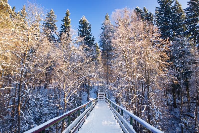 Fir-tree under a snow. Symmetric composition.