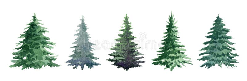 Fir tree watercolor set. Hand drawn realistic lush pine watercolor illustration. Green forest plant element. Christmas