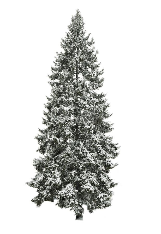Fir-tree in winter stock image. Image of green, january - 34870533
