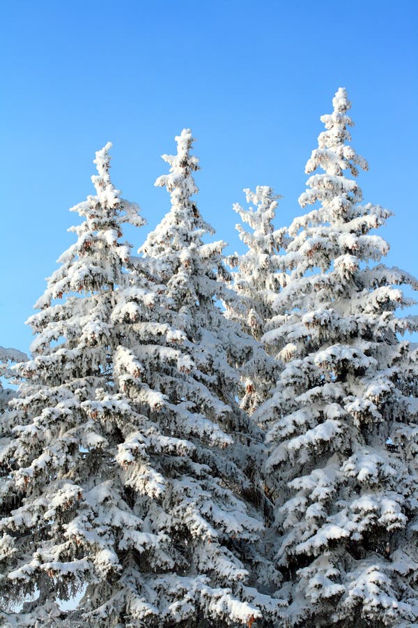 Fir trees stock photo