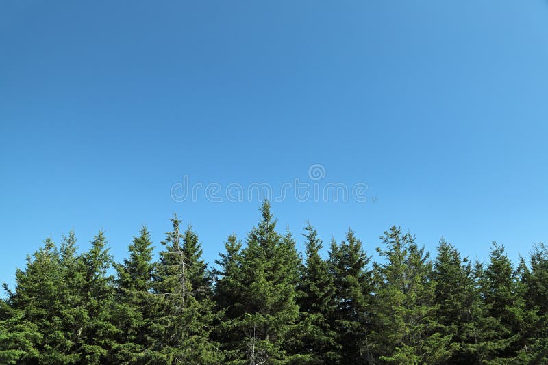 Fir trees with blue sky stock images Fir trees with blue sky stock images