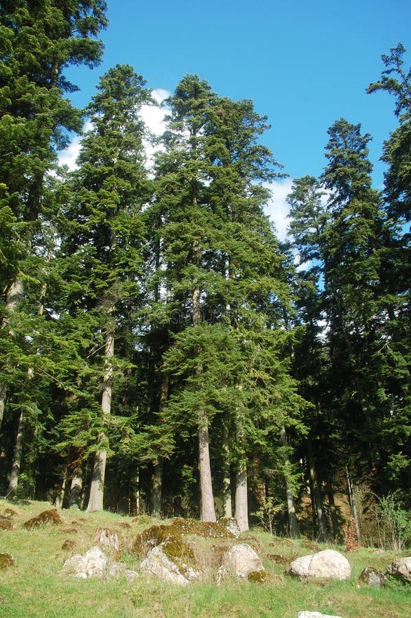 Fir trees forest